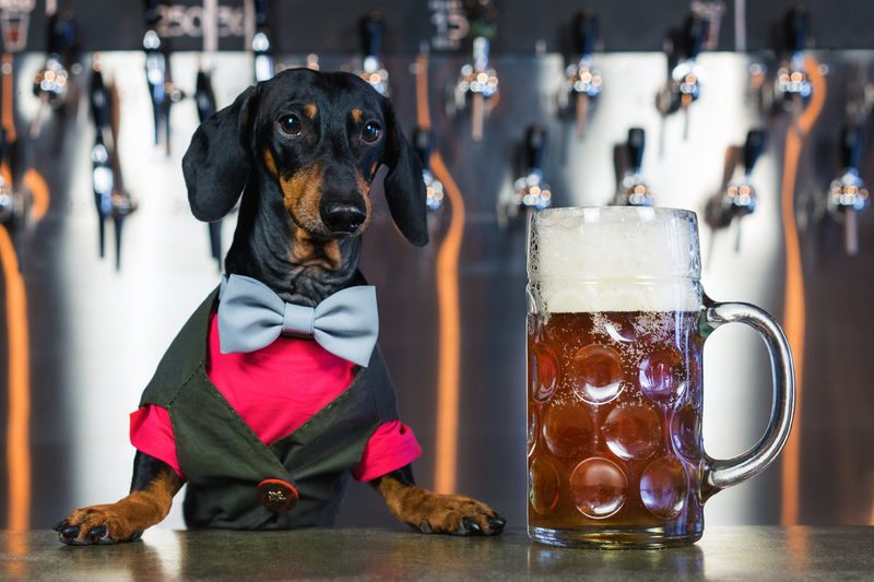 Illustration for article titled D.C. bar to host “pup-up” beer event with dog bartenders